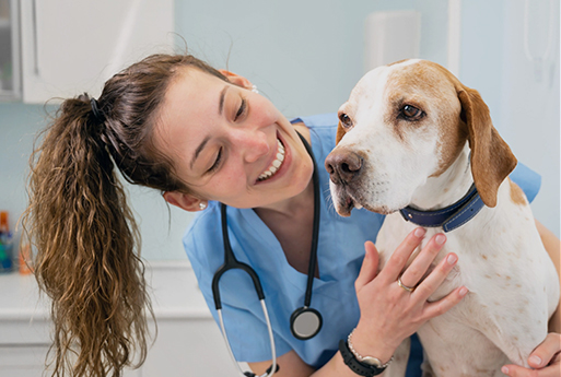 Soins des animaux de compagnie